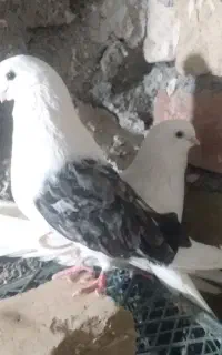 با سلام یک جفت کبوتر نوک ریز کاملا سالم