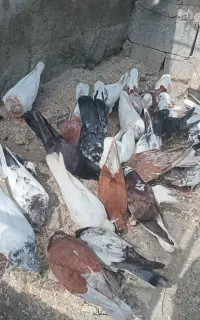 تعدادی کفتر دهنجور بفروش می‌رسد