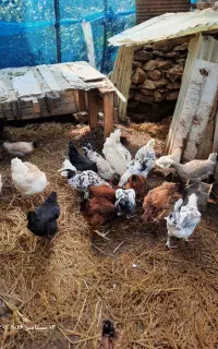 تعدادی مرغ تخم گذار و خروس جوان