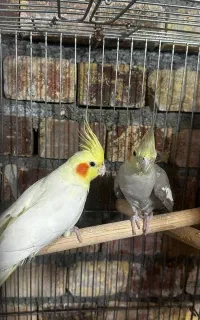 عروس هلندی