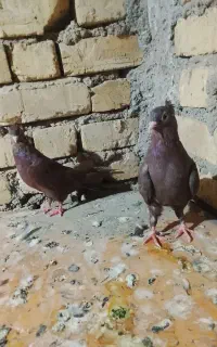 کبوتر ذاغ