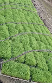 فروش باکس توم هاشمی