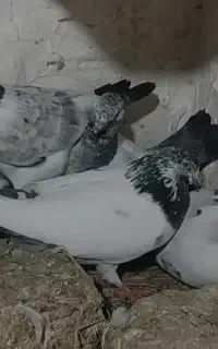دو جفت کبوتر با جوجه