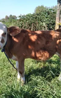 ورزا کوله گاونر