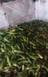 خیار