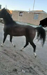 مادیان دره شور