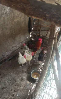 مرغ و خروس محلی
