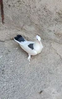 کبوتر پاپر و پاکستانی چپرا