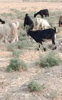 بز داشتی درجه یک جوان