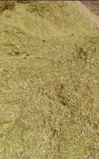 کاه لوبیا چیتی