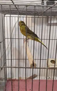 قناری نر رسمی
