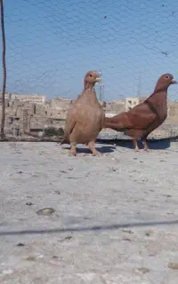 سه عدد زردو سرخ