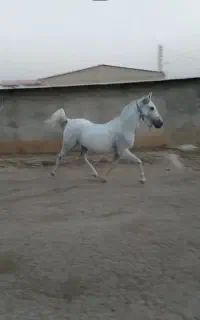 مادیان