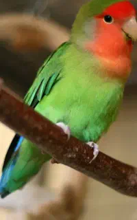 یک جفت طوطی برزیلی آواز خوان