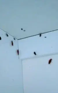 سمپاشی تخصصی منزل سم پاشی تضمینی سوسک مورچه کنه