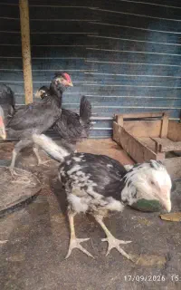فروش جوجه گلین 3 ماهه