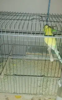 کبوتر آگاهی رو بخون