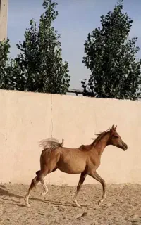 پانسیون و نگهداری اسب مادیان سیلمی