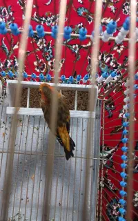 سهره قناری