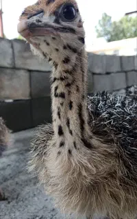 جوجه شتر مرغ
