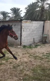 اسب فروشی