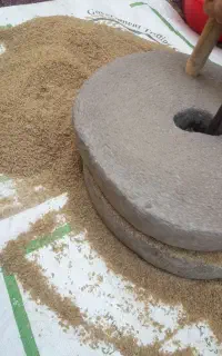بلغور گندم