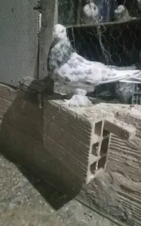 کبوتر سرور پرشی ماده