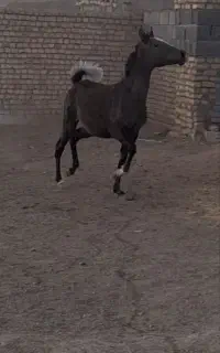 کره و مادیان ترکی