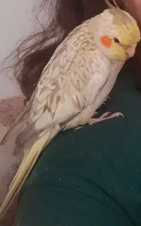 گمشده