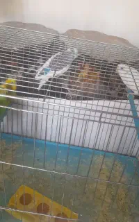 مرغ عشق