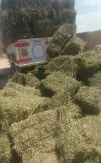 یونجه دامی خشک