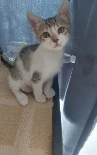 واگذار ۲ عدد بچه گربه