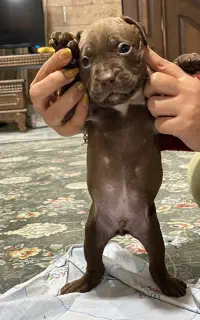 پیتبول امریکن بولی ۴ ماهه