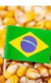 ذرت.  برزیلی.  جو  خارجی