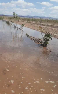 معاوضه باغ پسته با آب با خودرور