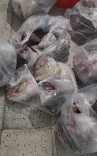 سر ماهی جش