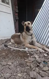 سگ گله و نگهبانی