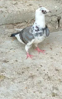 کبوترر