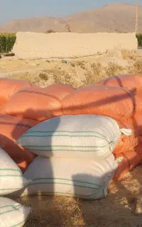 ۳تن  کاه گندم کیسه شده آماده بارگیری