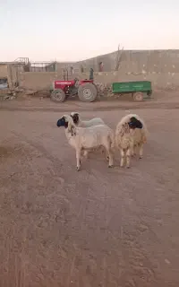 بره نر درجه یک قصاب