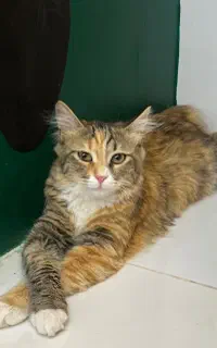 گربه خانگی