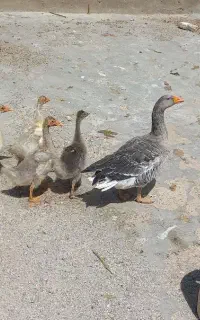 ۵عدد جوجه غاز به فروش می‌رسد