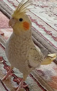 عروس هلندی