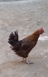 خروس سلطان ویک عدد مرغ گوشتی
