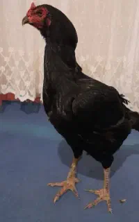 مرغ لاری