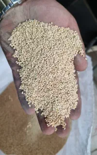 ارزن بومی
