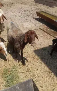 میش