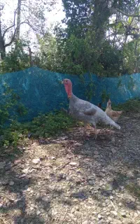 جوجه بوقلمون اسلیت دو هفته ای در رشت