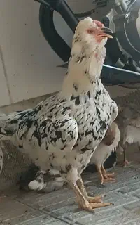 مرغ گلین درجه یک فول ریش کاکل