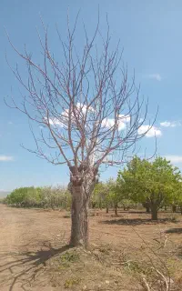 پیوند گردو چندلر